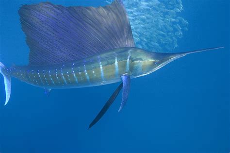 fastest fish in the sea|The World's 6 Fastest Fish .